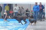 Honden zwemmen (9)